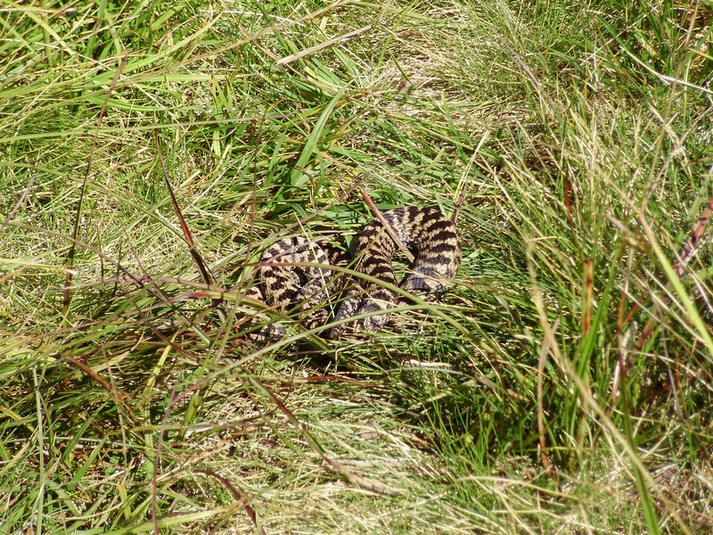 Vipera berus